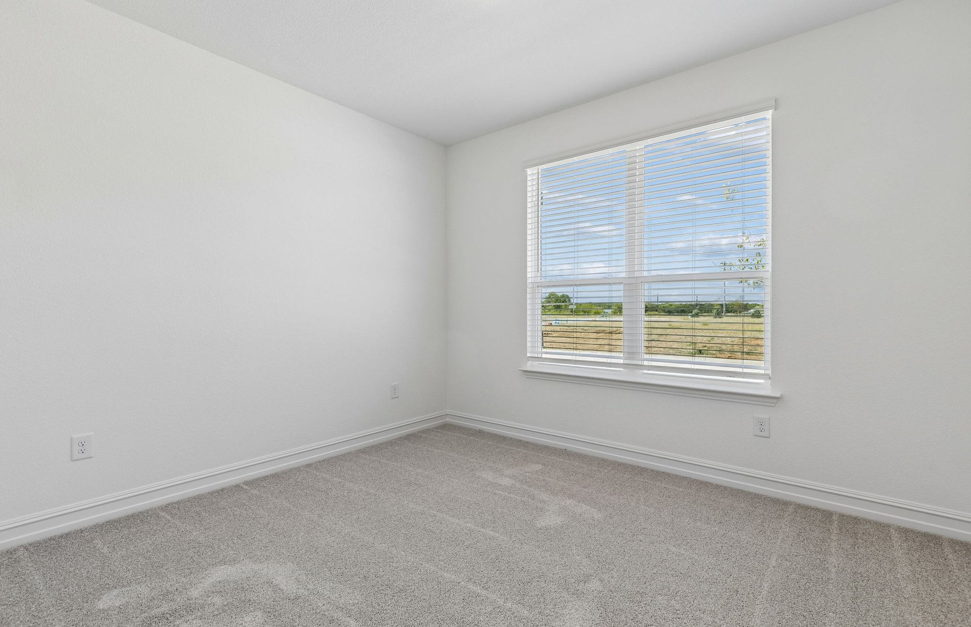 Ribbonwood photo 3